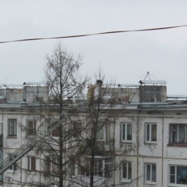 Пожарные в Петрозаводске сняли с дерева кота