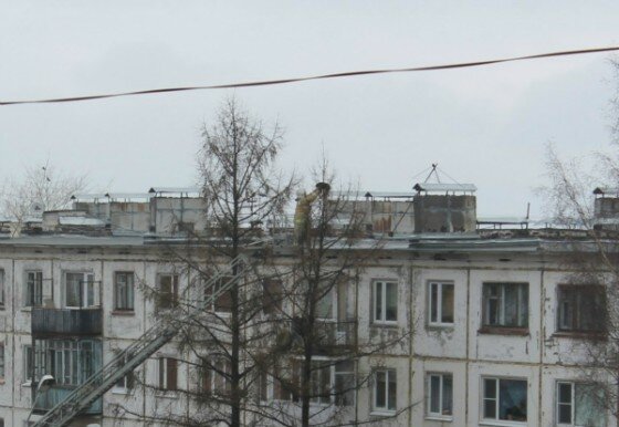 kot_pozharnie
