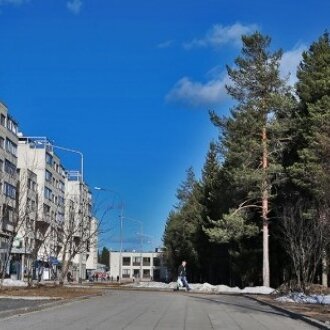 Костомукшане собирают подписи в защиту городского леса