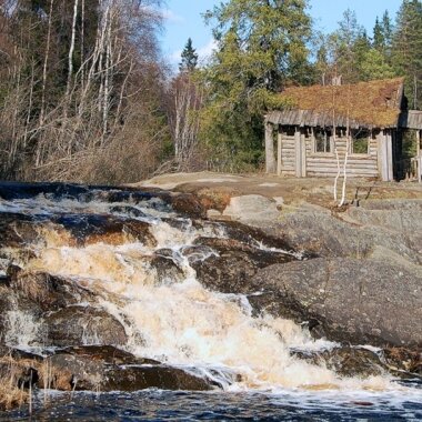 Золотые рыбки в мутной воды