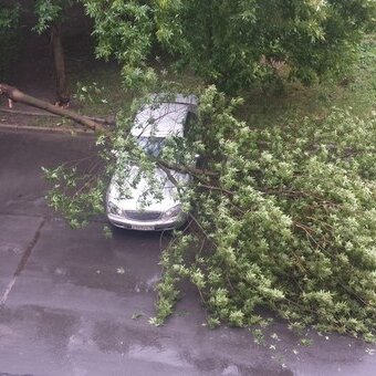 ВИДЕО: На автомобиль в Петрозаводске упало дерево
