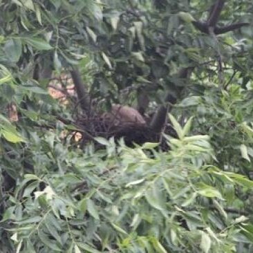 Кот поселился в вороньем гнезде