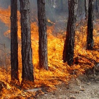 На Суоярви наползает гарь и дым от лесных пожаров