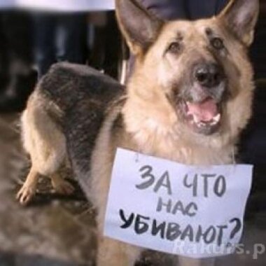 В Петрозаводске появился дог-хантер, отстреливающий собак из пистолета