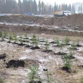 Петрозаводчане посадили новые деревья возле «Лотос Плазы» взамен уничтоженных