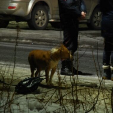 В Петрозаводске пес бойцовской породы напал на полицейскую собаку