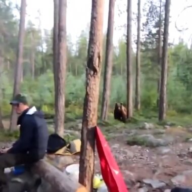 В Карелии туристы напугали медведя «Песней про зайцев»