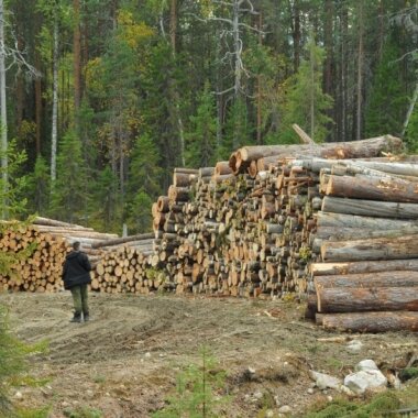 Ни леса, ни щепок